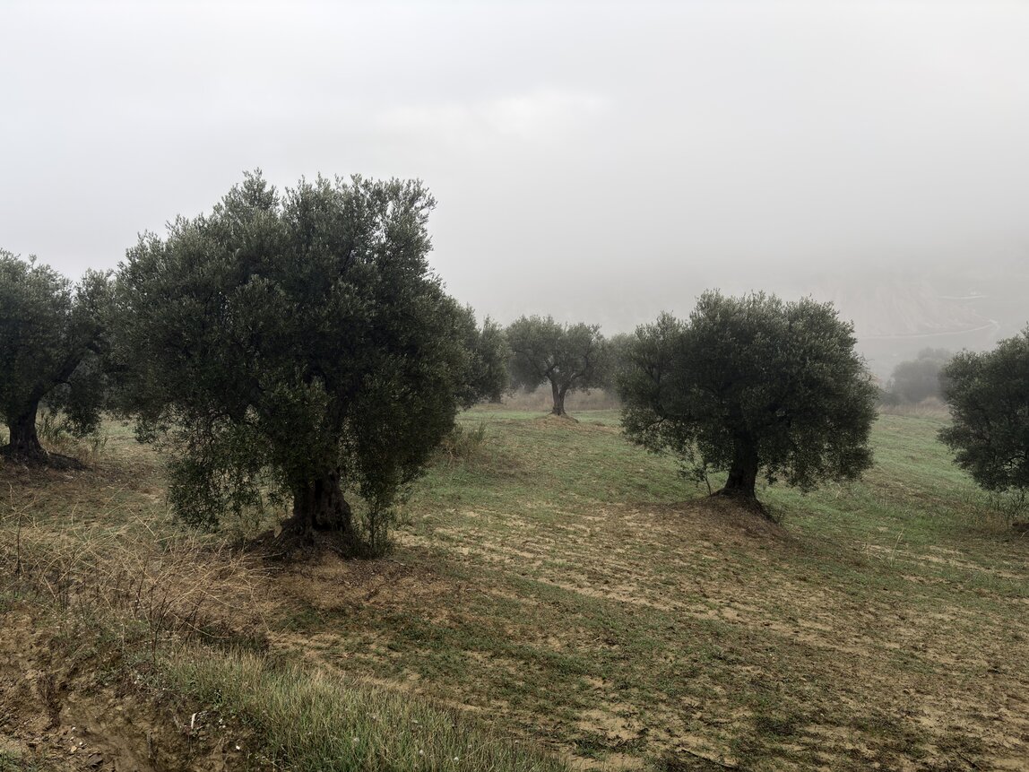 Azienda agricola tra gli ulivi