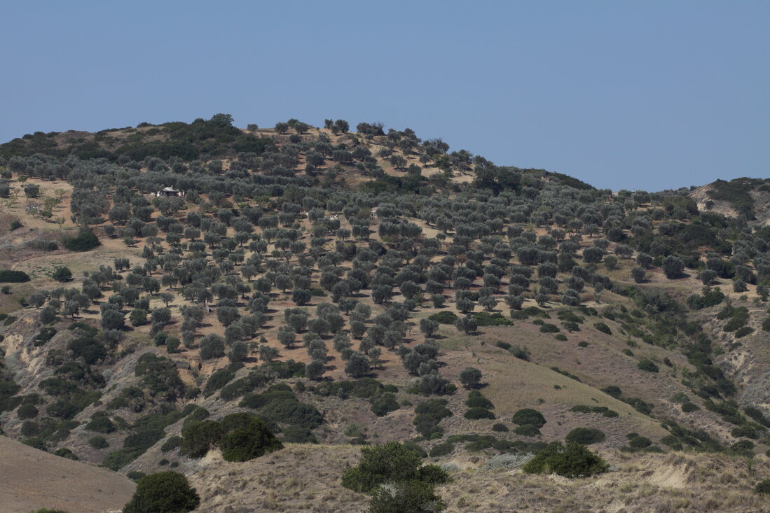 Belvedere con uliveti